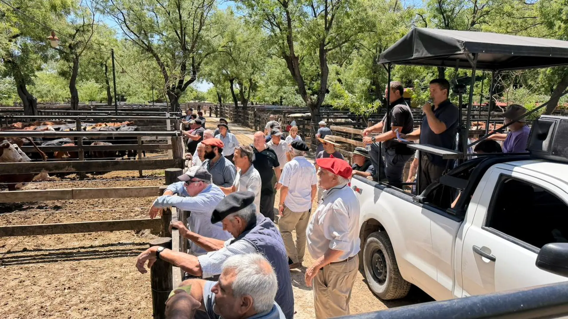Remate de hacienda en Olavarría