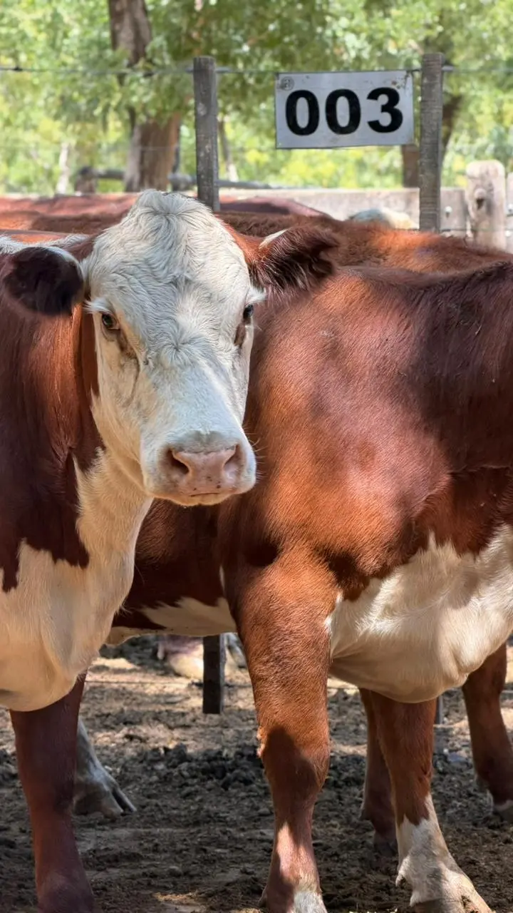 Animales en el remate